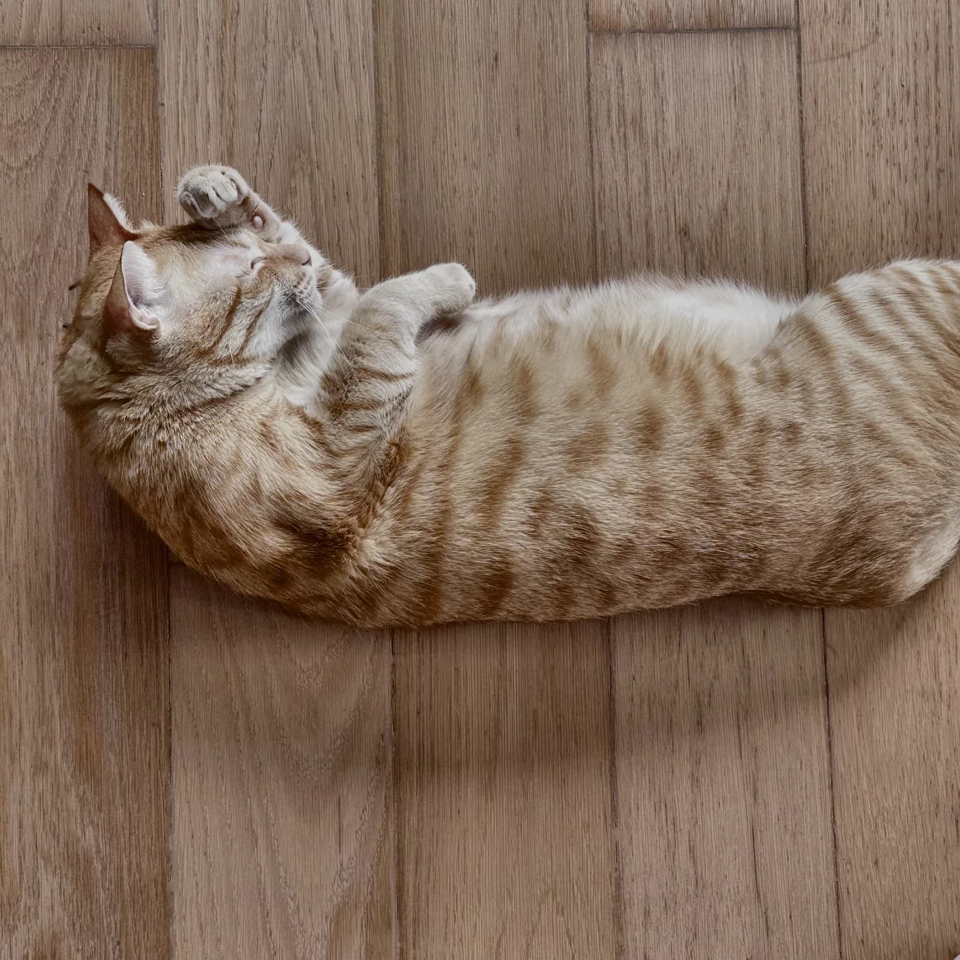 A very large orange tabby cat lying on its back on a wooden floor, completely unbothered
